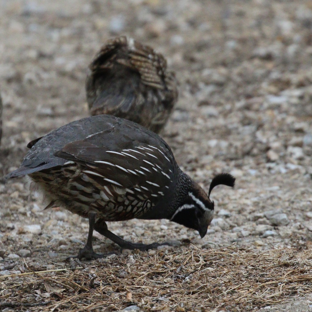 California Quail - ML615026969