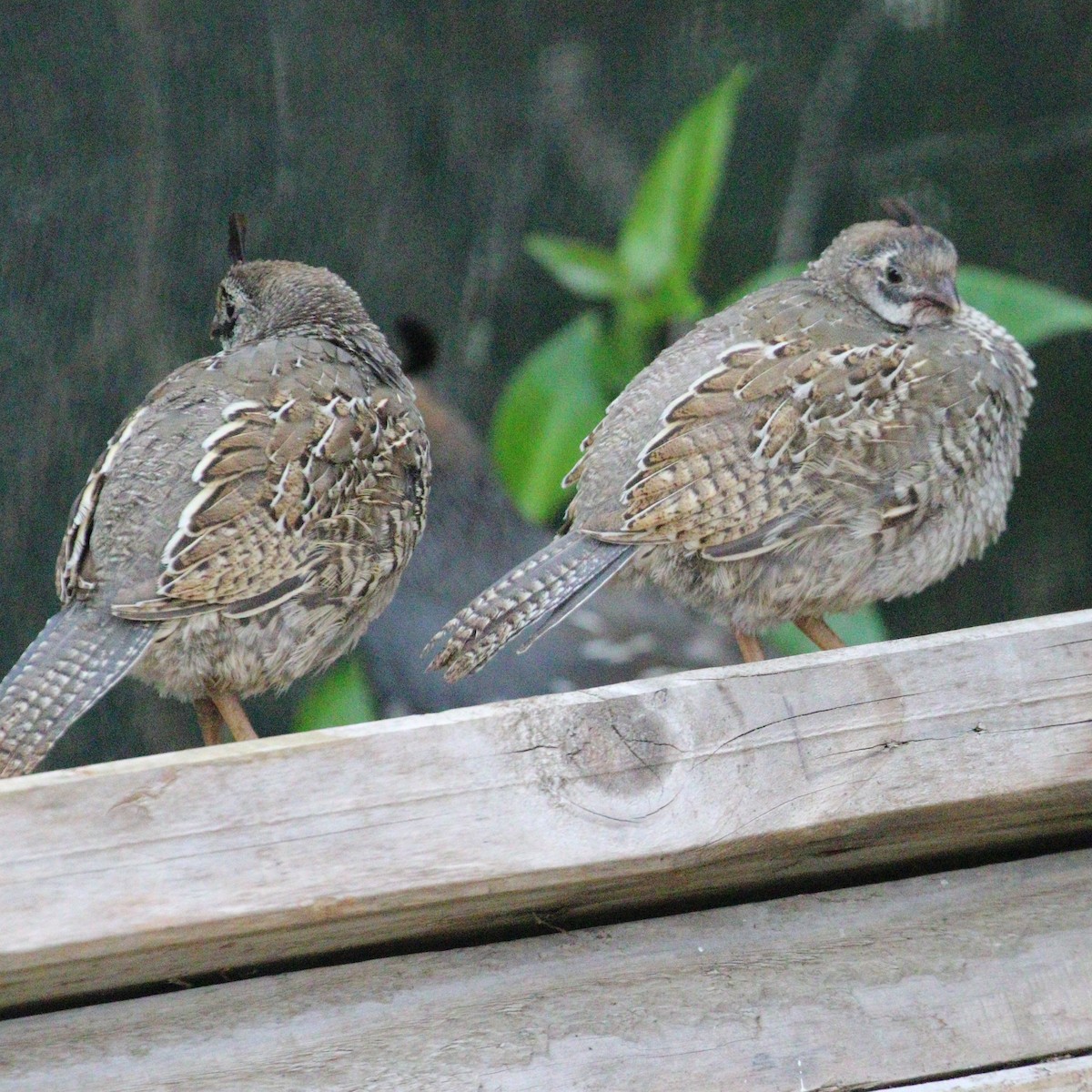 California Quail - ML615026971