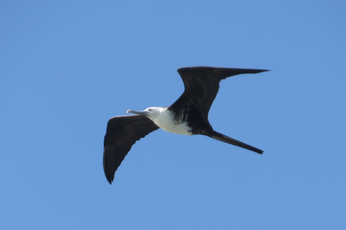 Magnificent Frigatebird - ML615026974