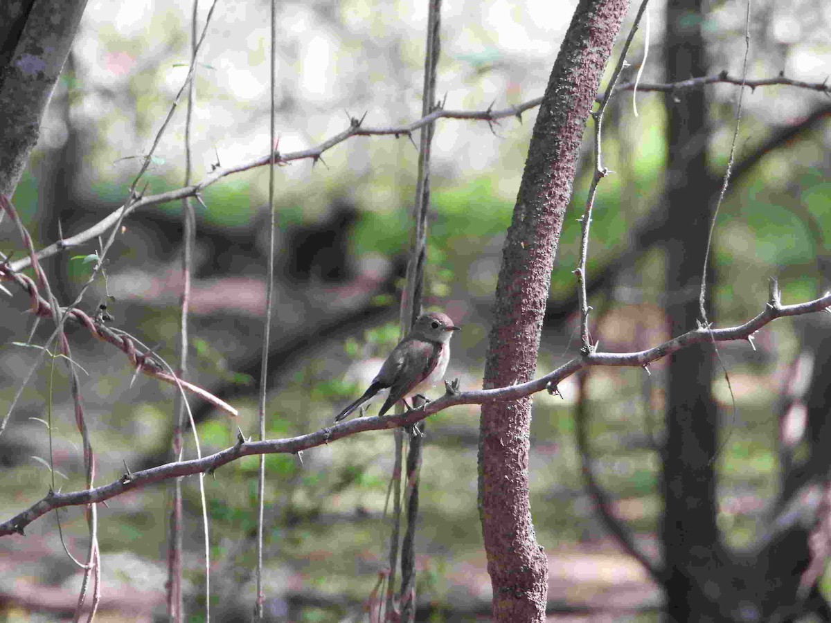 Asian Brown Flycatcher - Gandhikumar Rangasamudram Kandaswami