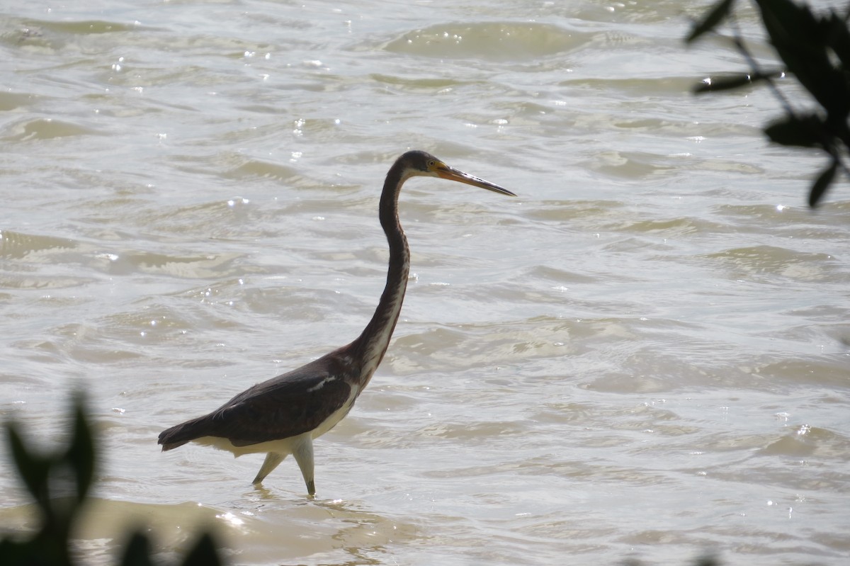 Tricolored Heron - Cade Campbell