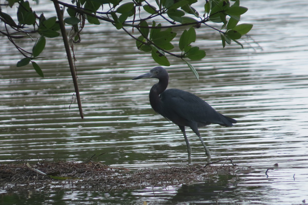 Little Blue Heron - ML615027041