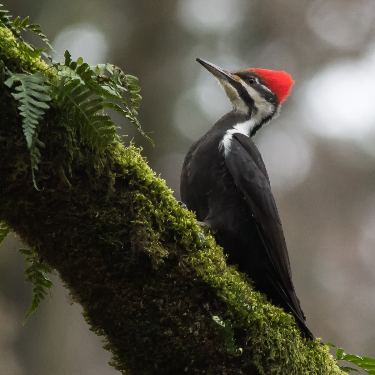 Pileated Woodpecker - ML615027055