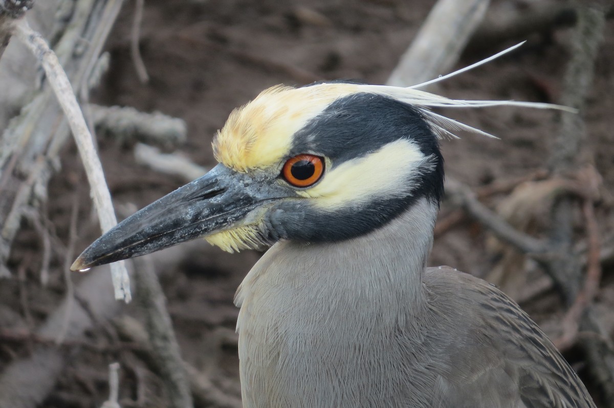 Yellow-crowned Night Heron - Cade Campbell
