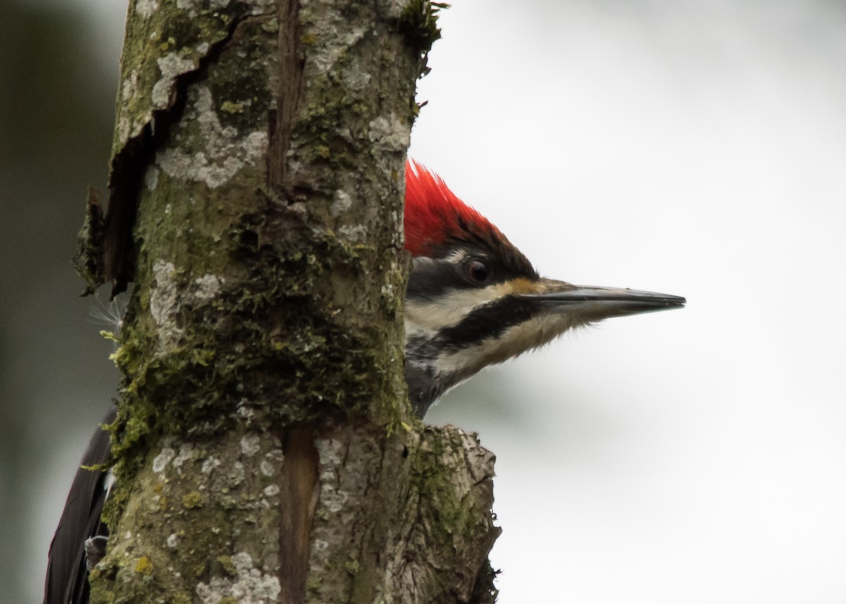 Pileated Woodpecker - ML615027060