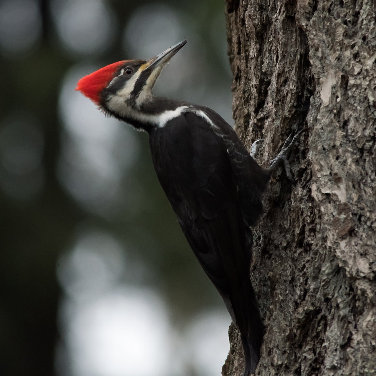 Pileated Woodpecker - ML615027064