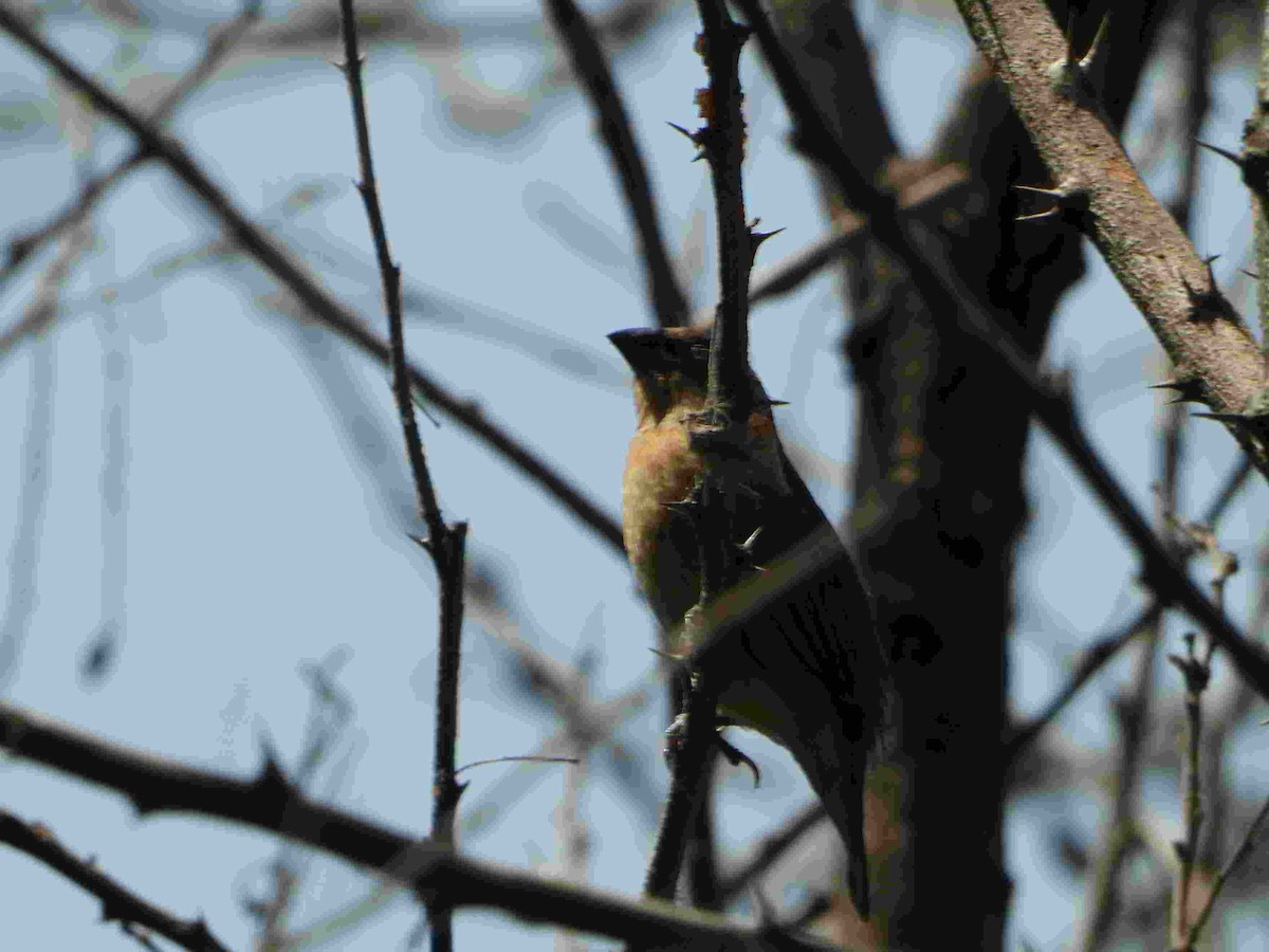 Capuchino sp. (Lonchura sp.) - ML615027088