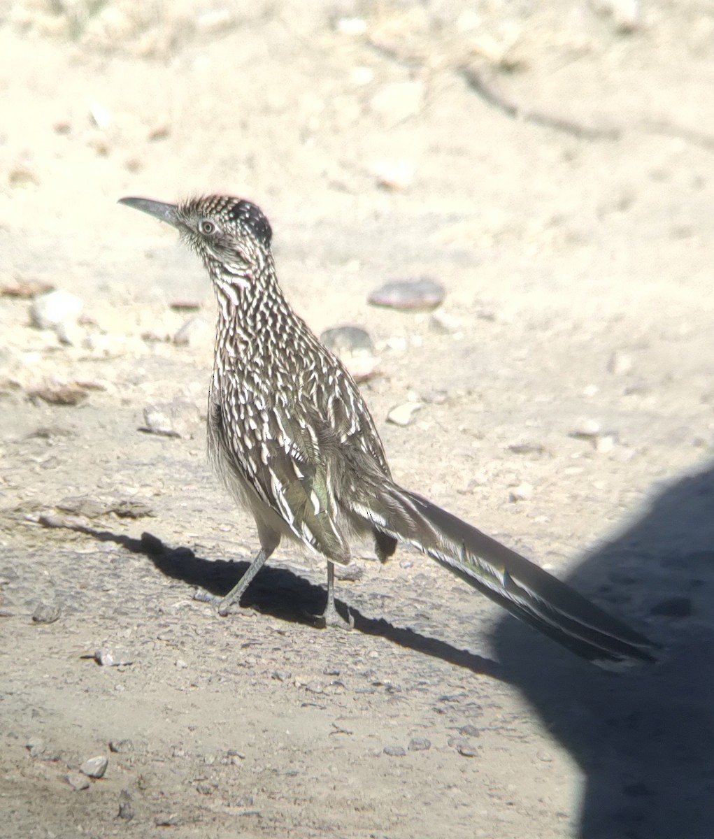 Greater Roadrunner - Jake Kickbohle