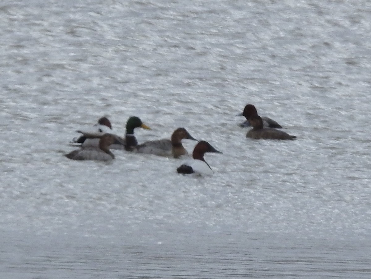 Canvasback - Carol Morgan