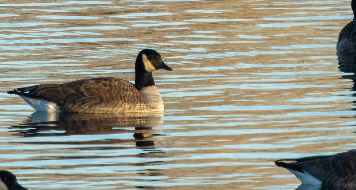 Canada Goose - ML615027210