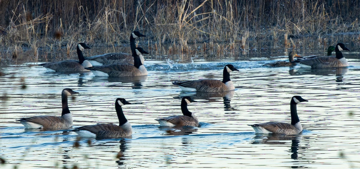 Canada Goose - ML615027211