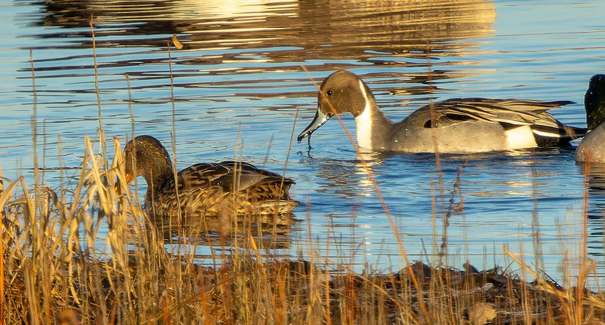 Northern Pintail - ML615027217