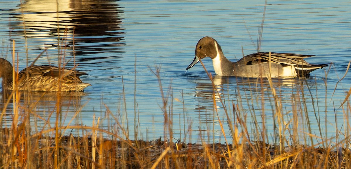 Northern Pintail - ML615027218