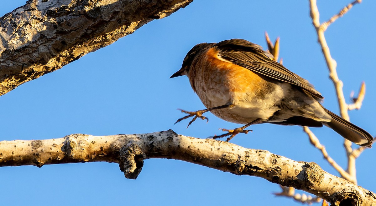 American Robin - ML615027250