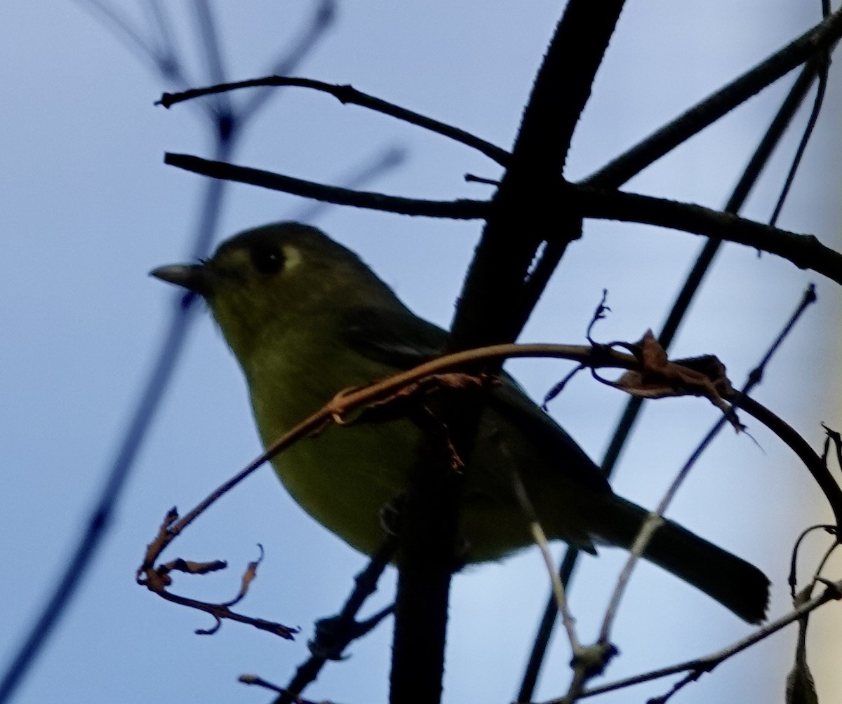 Cuban Vireo - ML615027275