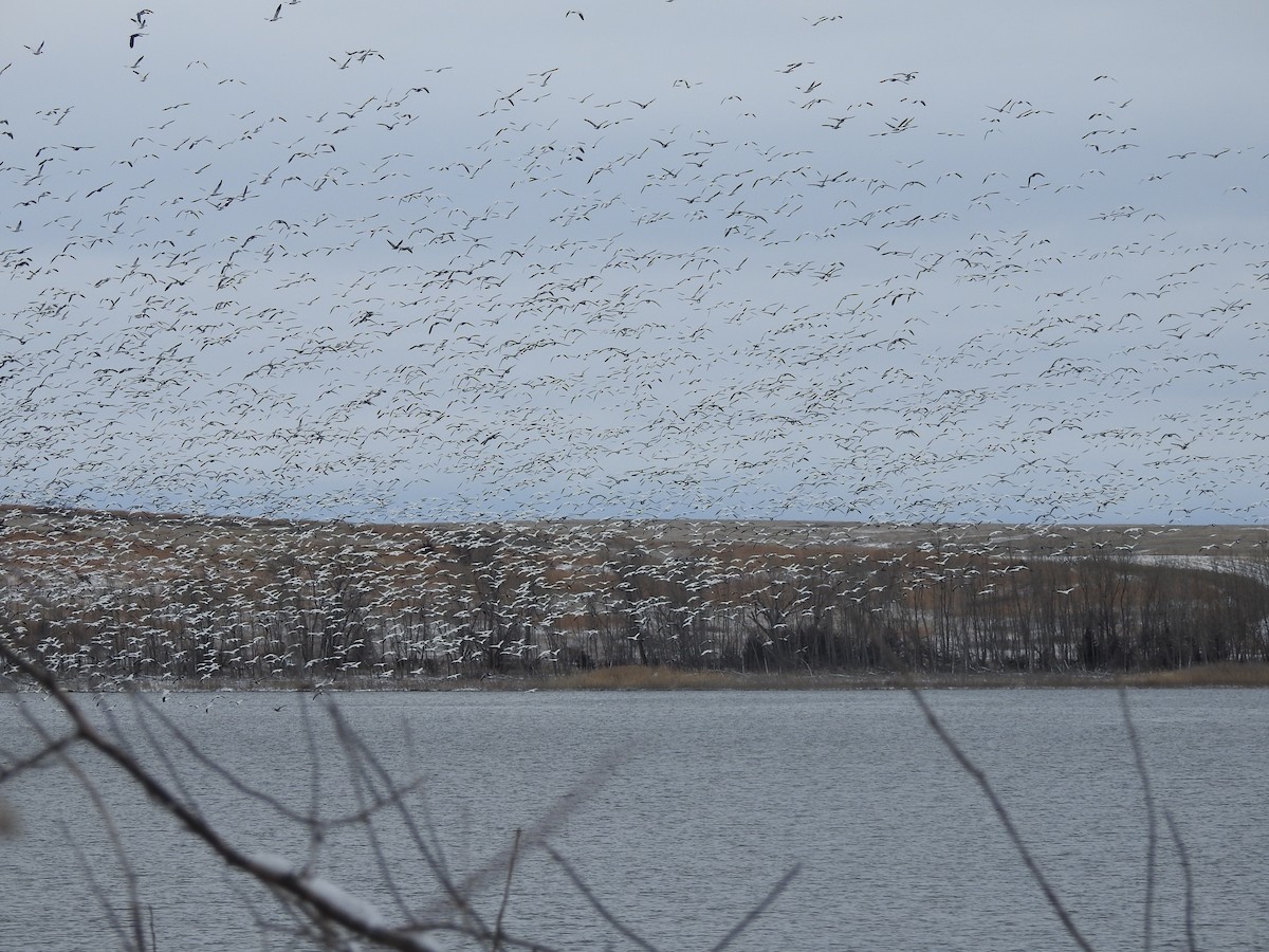 Snow Goose - ML615027282