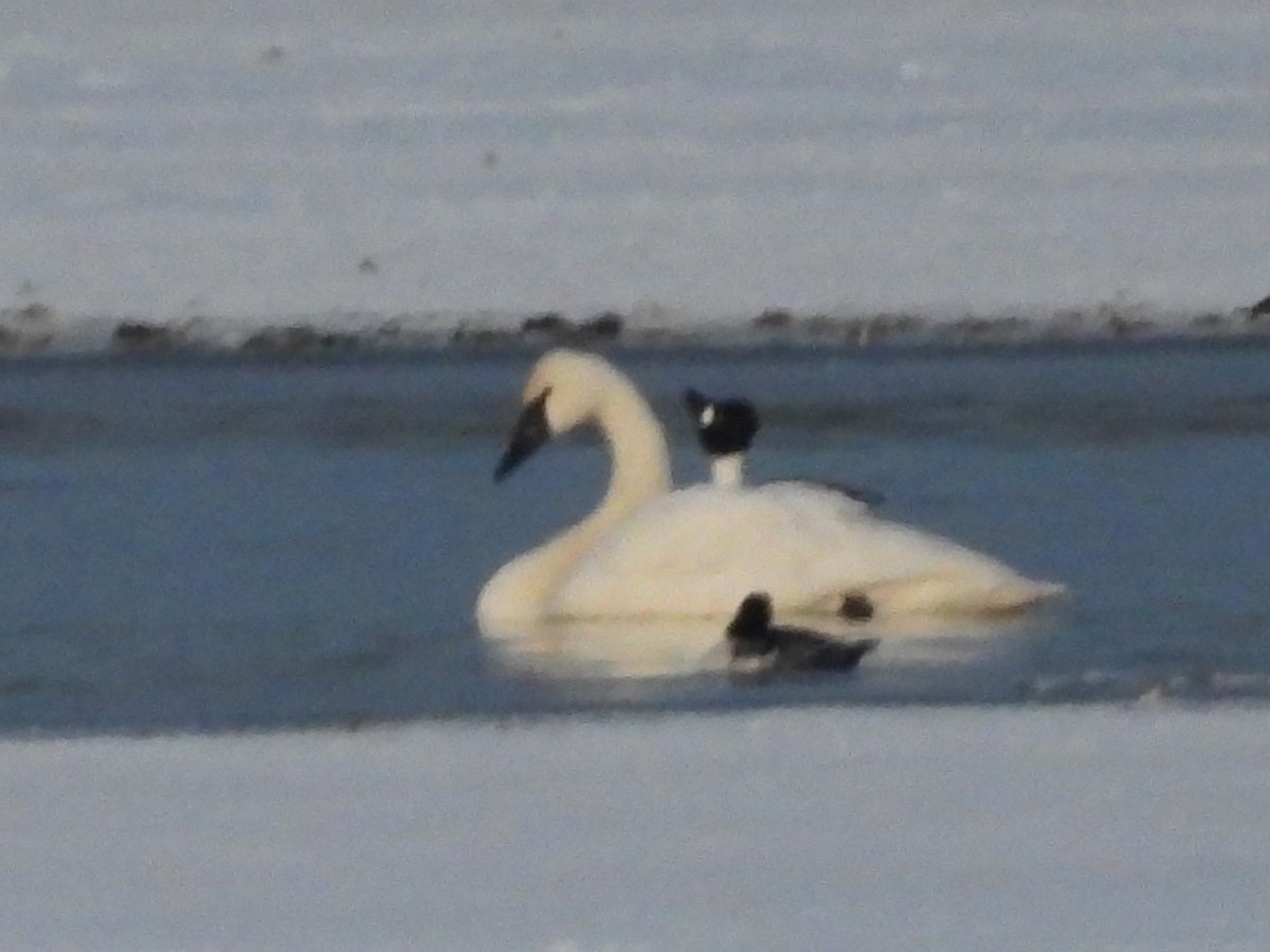 Trumpeter Swan - ML615027305