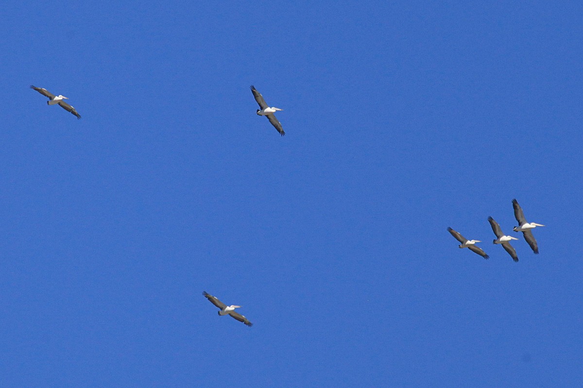 Австралийский пеликан - ML615027347