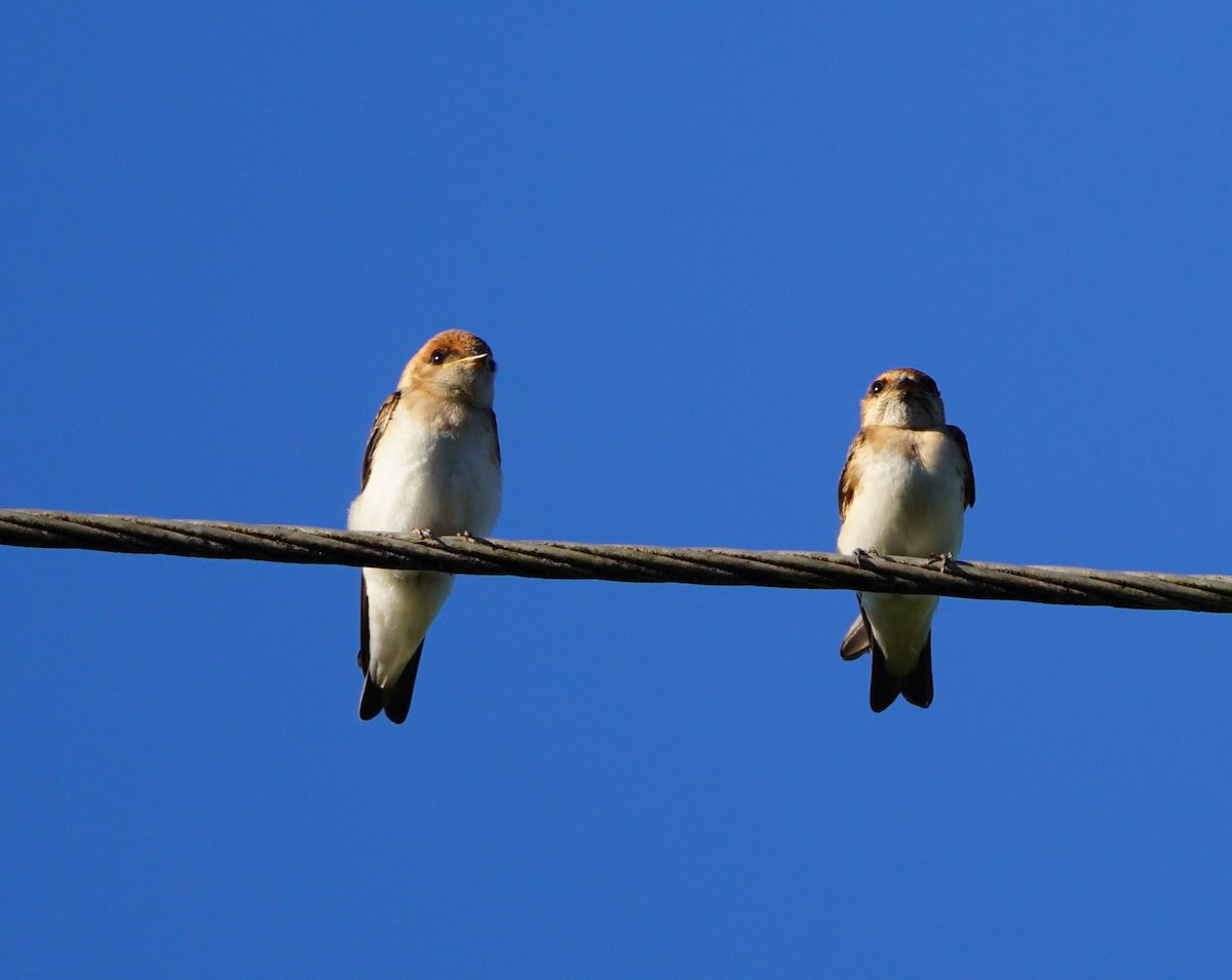 Fairy Martin - ML615027387