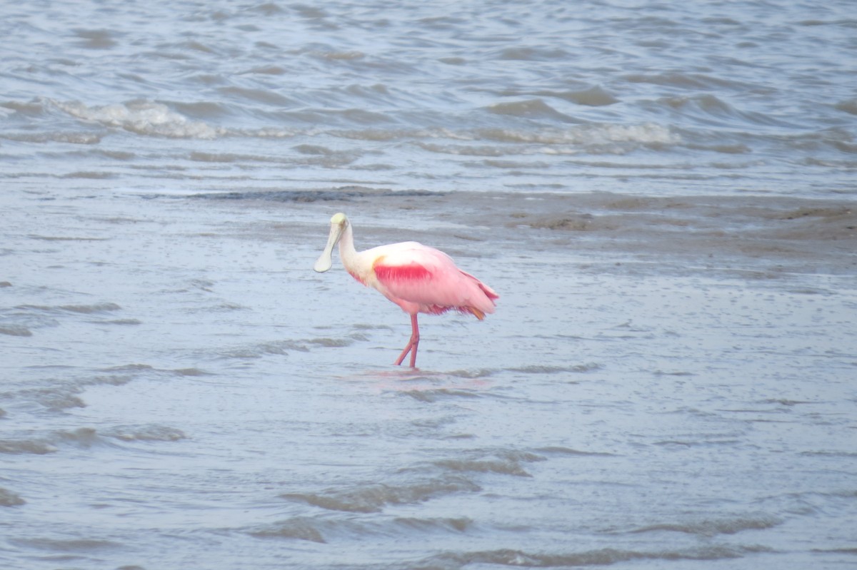 Roseate Spoonbill - Cade Campbell