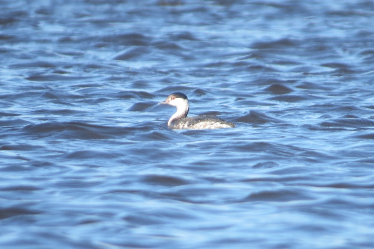 Horned Grebe - Cade Campbell