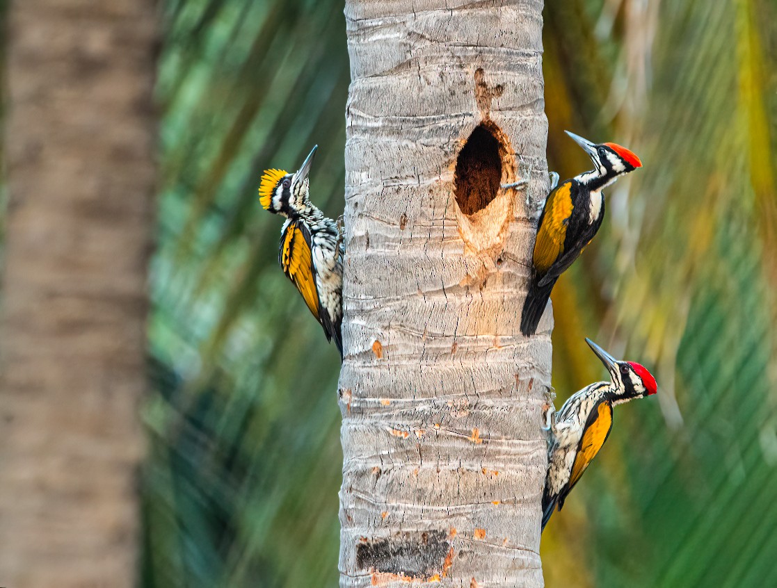 White-naped Woodpecker - ML615027470