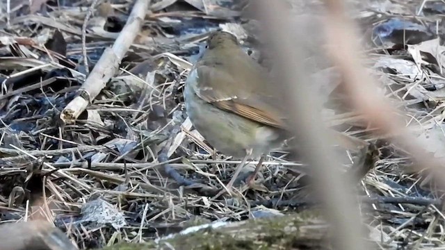 Hermit Thrush (faxoni/crymophilus) - ML615027487