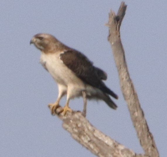 Red-tailed Hawk - ML615027513