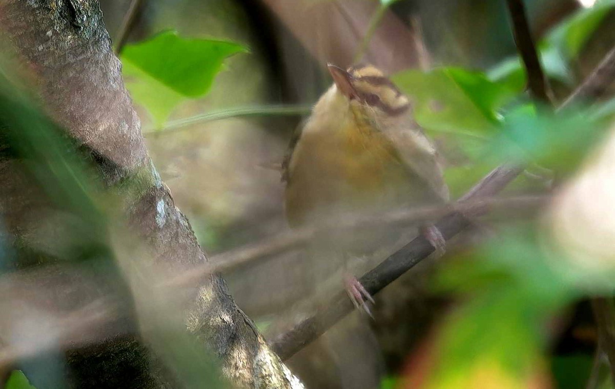Worm-eating Warbler - ML615027536