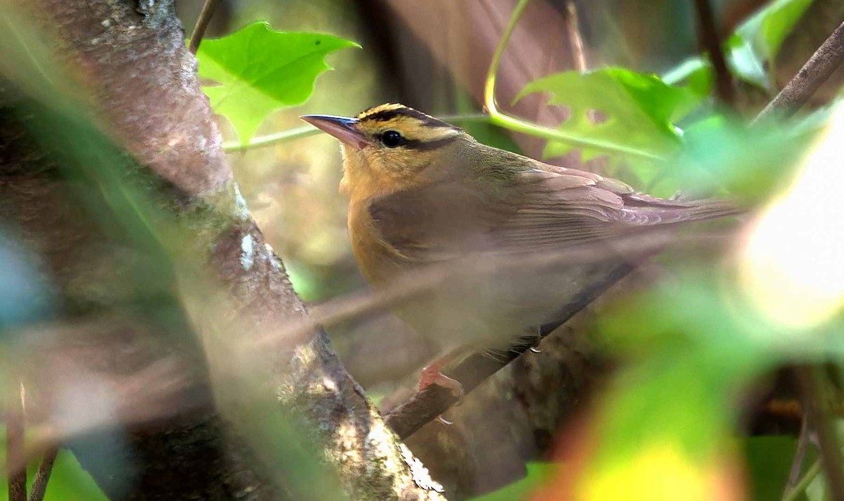 Worm-eating Warbler - ML615027537