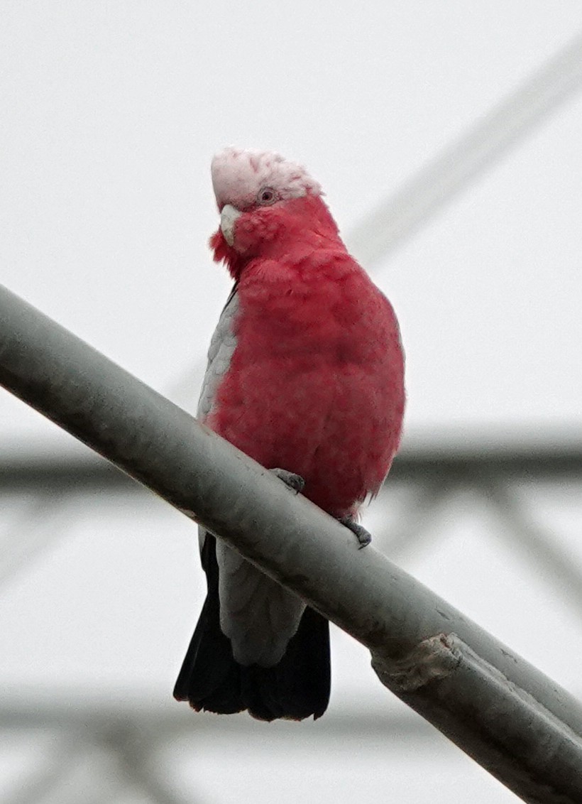 Cacatúa Galah - ML615027542