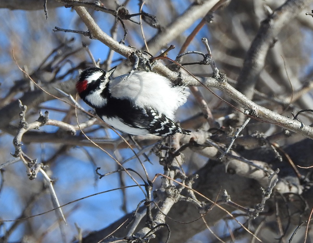 Downy Woodpecker - ML615027548