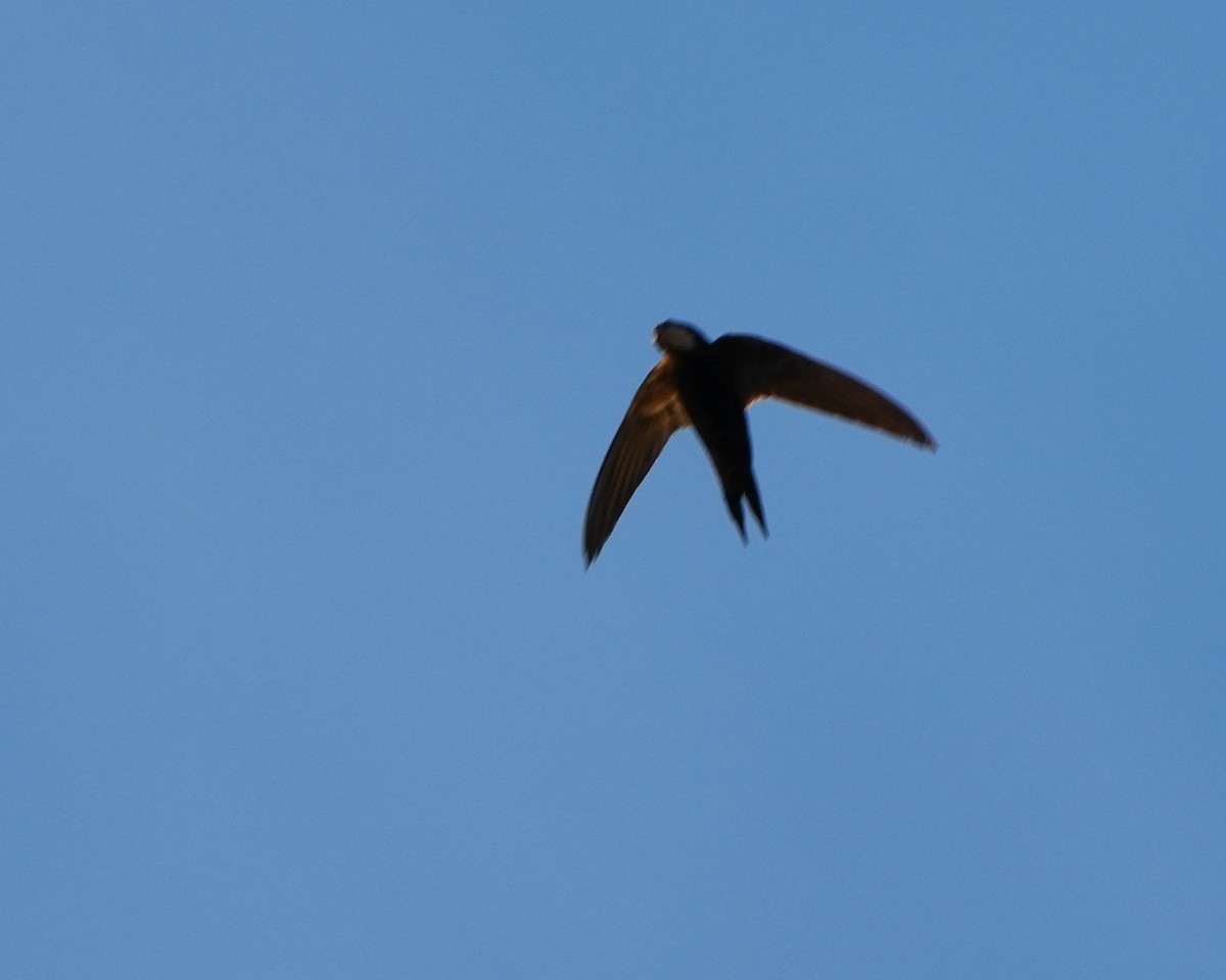 Common Swift - ML615027582