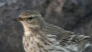 Water Pipit - ML615027585