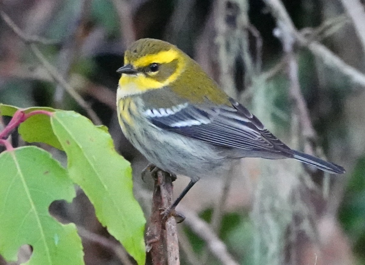 Townsend's Warbler - ML615027782