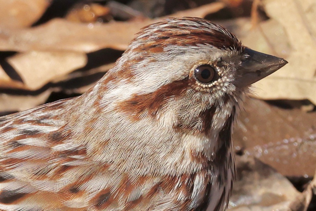 Song Sparrow - ML615027784