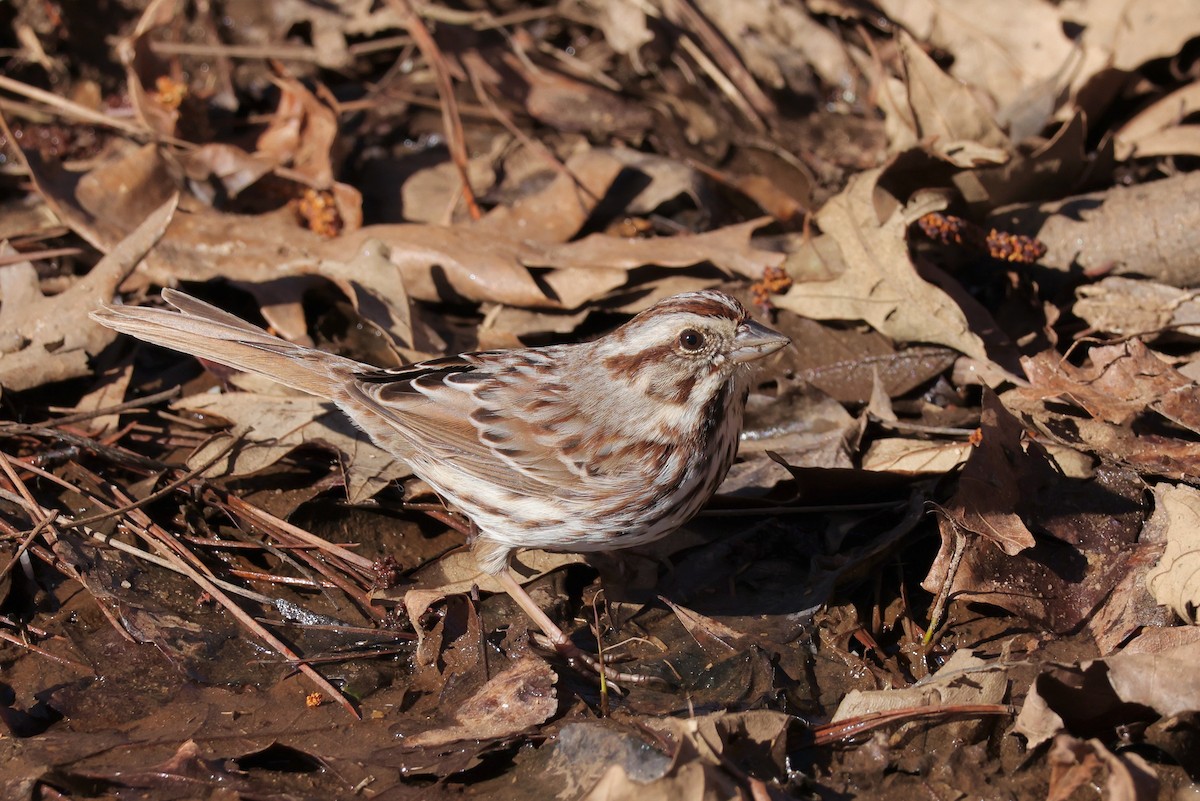 Song Sparrow - ML615027785