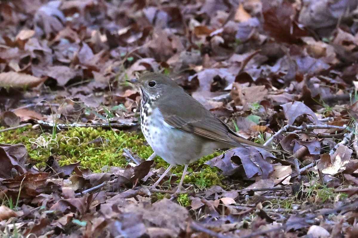 Hermit Thrush - ML615027790