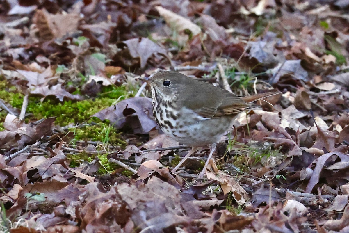 Hermit Thrush - ML615027791