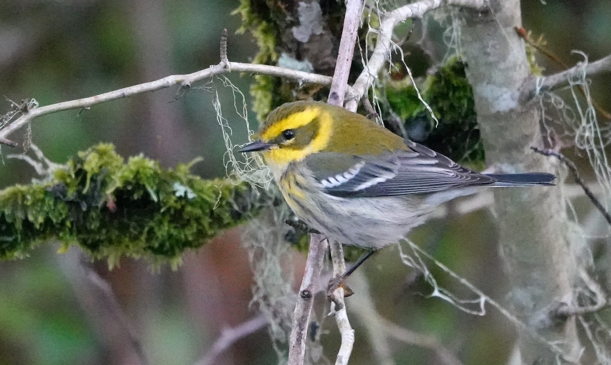 Townsend's Warbler - ML615027796