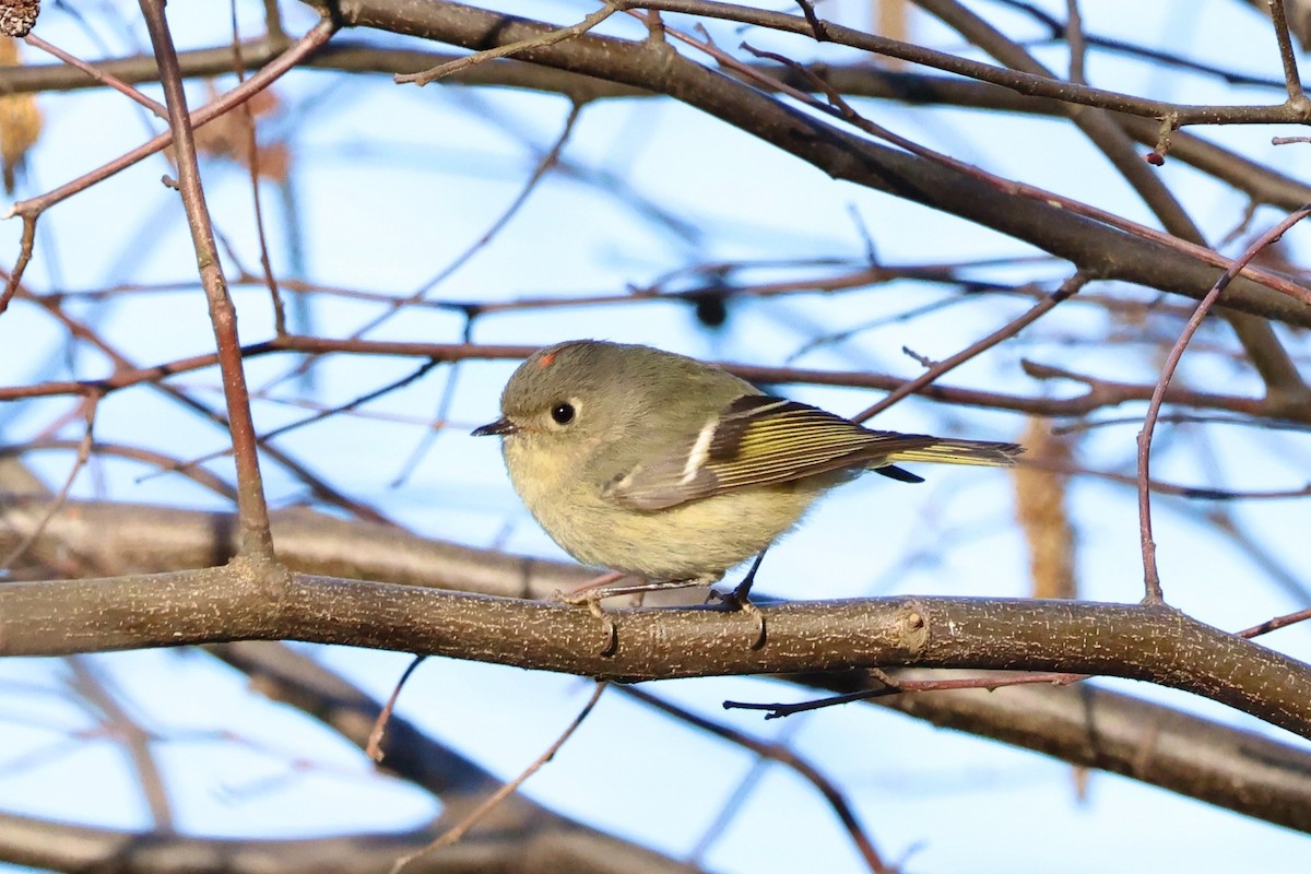 Ruby-crowned Kinglet - ML615027800