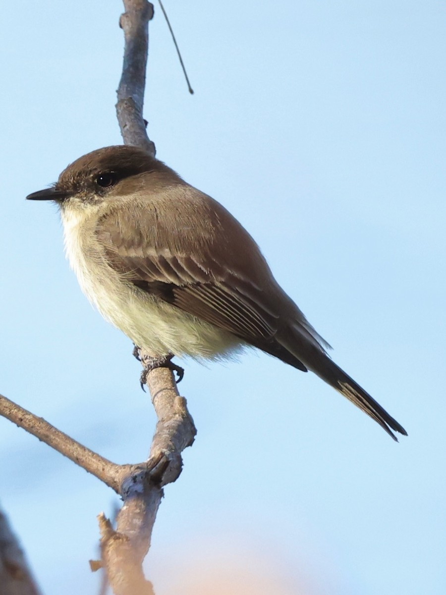 Eastern Phoebe - Evan Appel