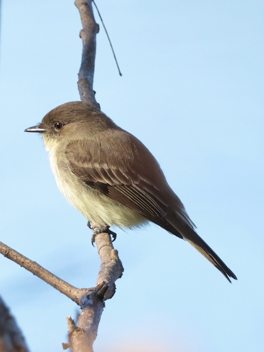 Eastern Phoebe - ML615027808