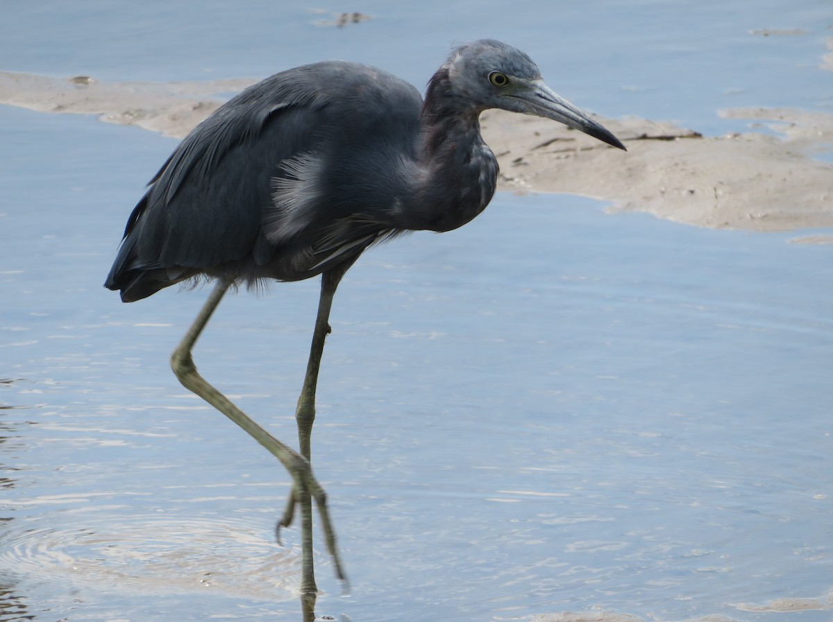 Little Blue Heron - ML615027821