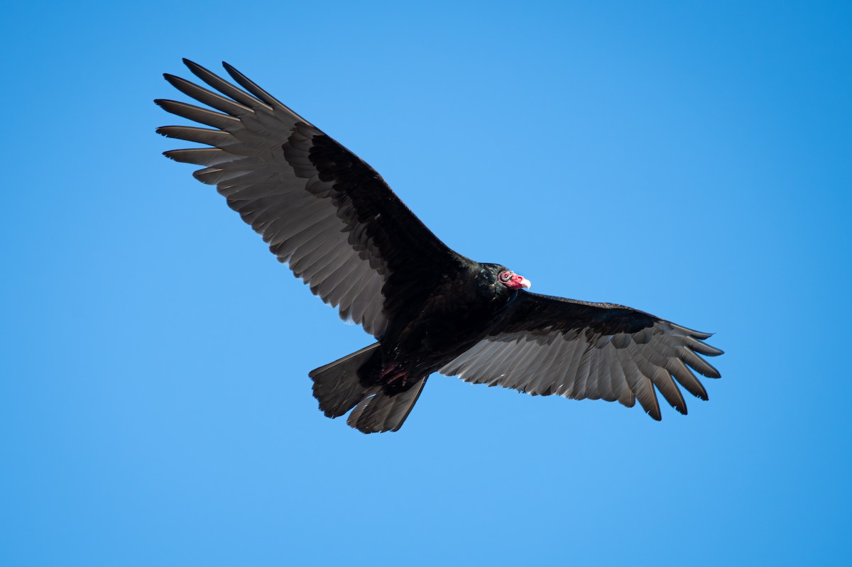 Turkey Vulture - ML615027883