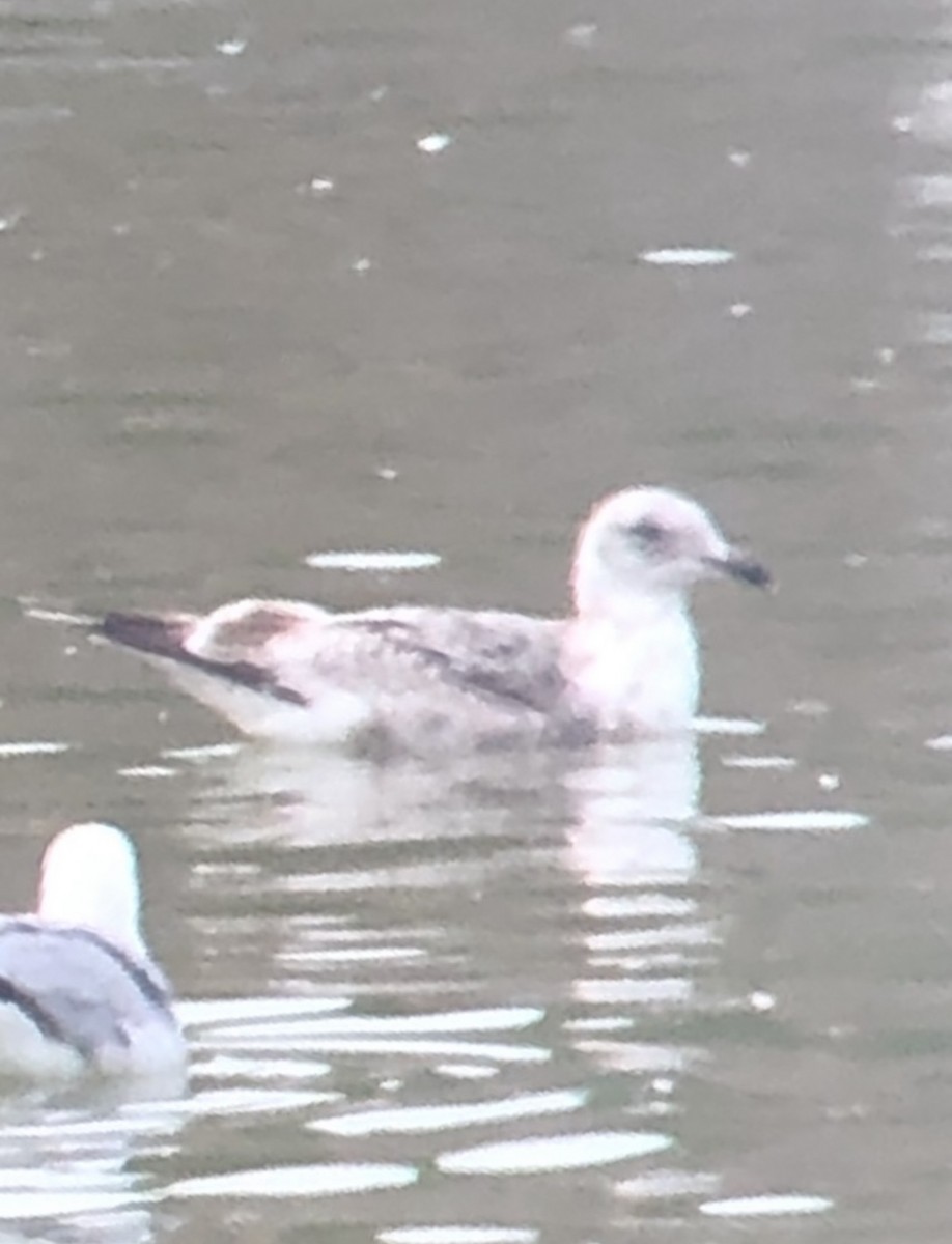 Slaty-backed Gull - Lucas stephenson