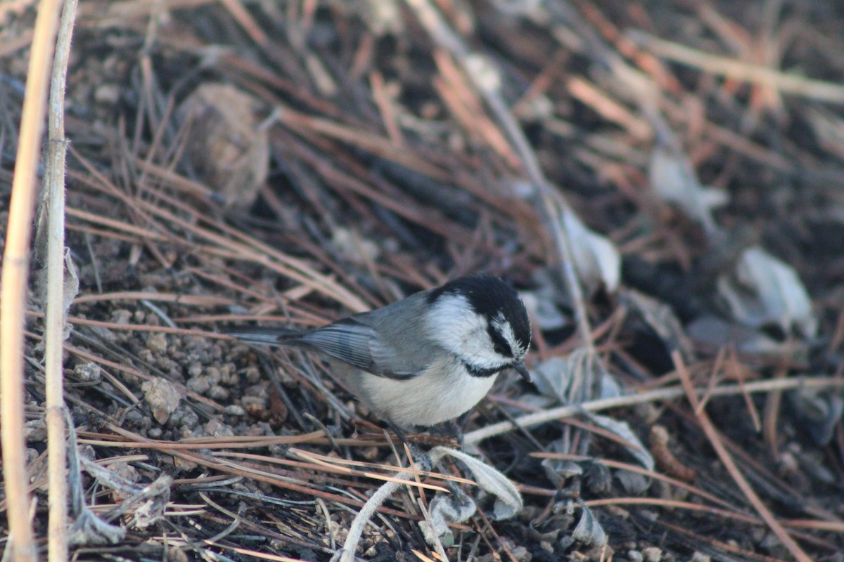 Mountain Chickadee - Grant Medlin