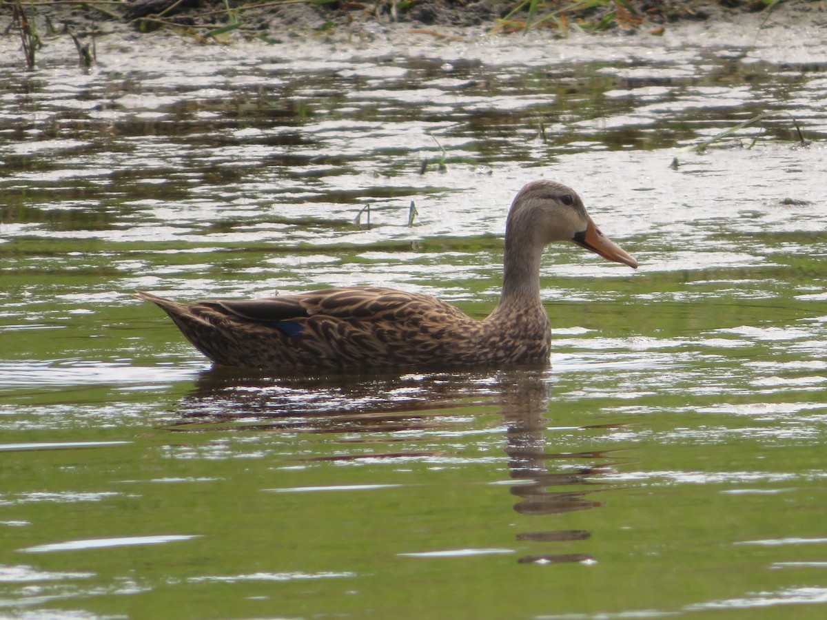 Mottled Duck - ML615027928