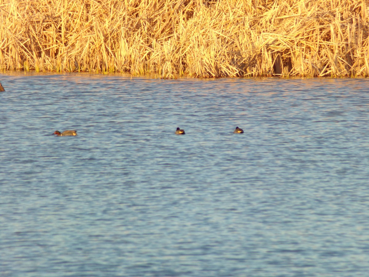 Green-winged Teal - ML615027957