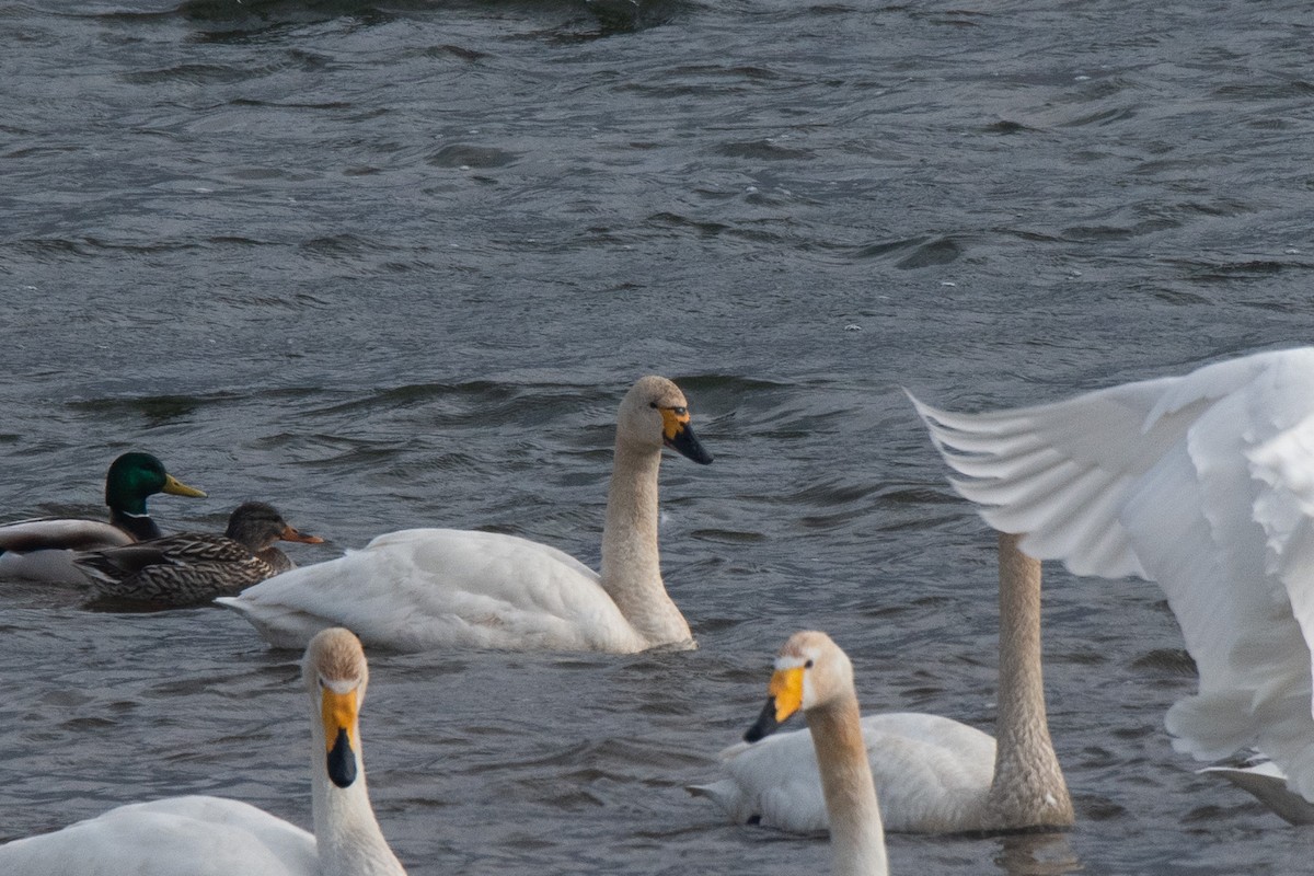 Cygne siffleur - ML615027968